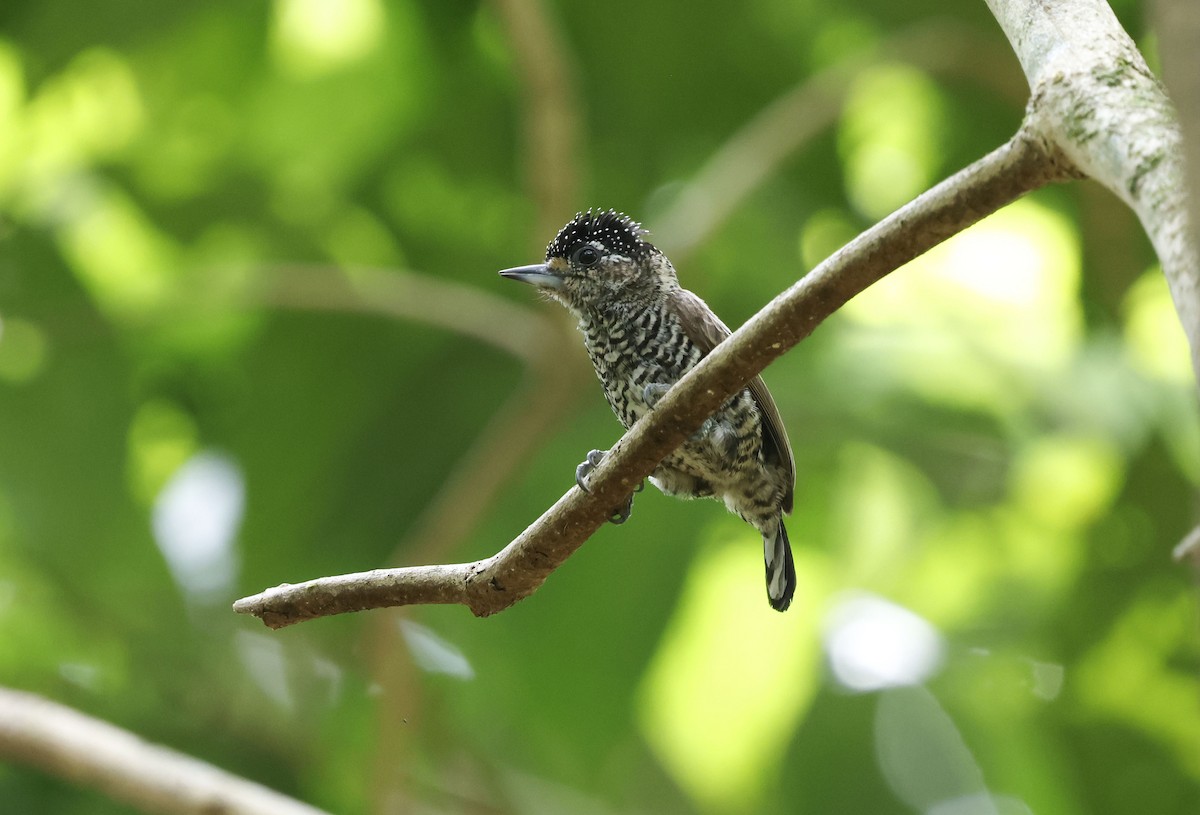 シロスジヒメキツツキ（cirratus グループ） - ML644749186
