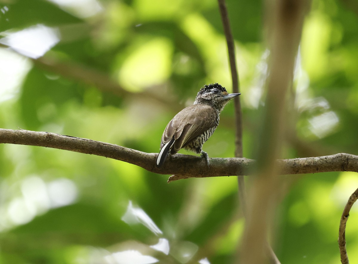 シロスジヒメキツツキ（cirratus グループ） - ML644749187