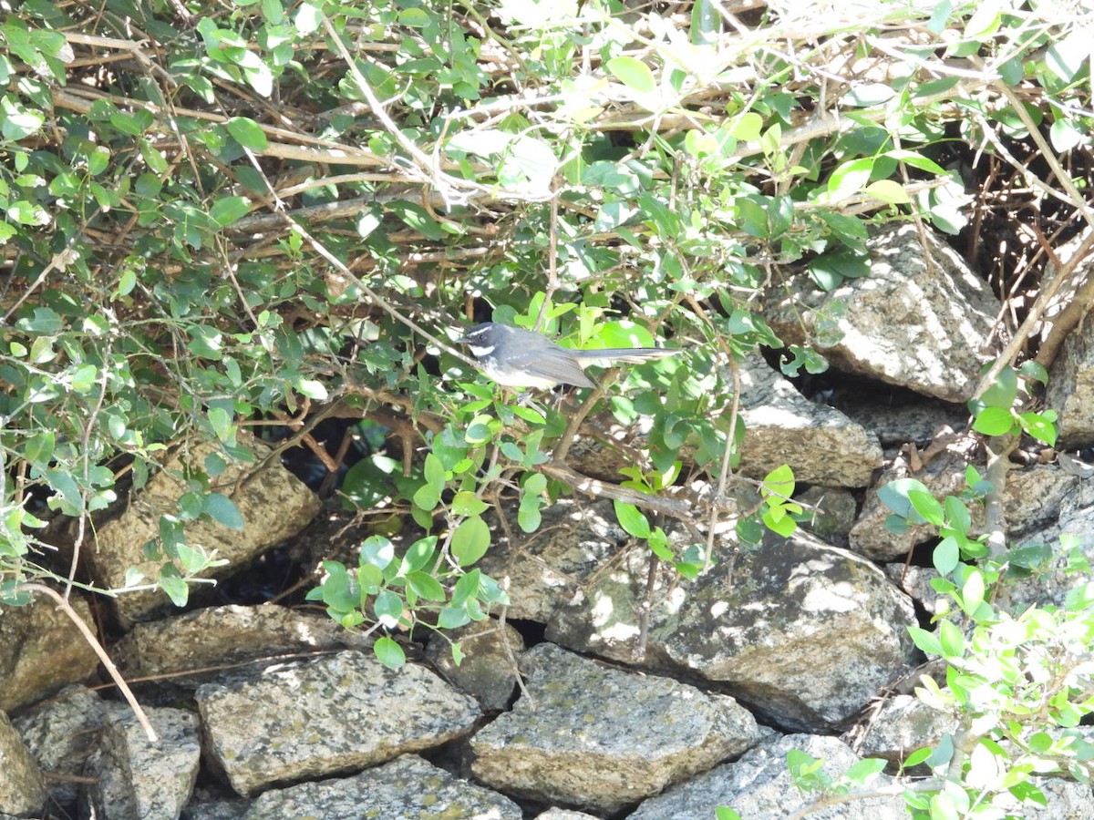 Spot-breasted Fantail - ML644749204