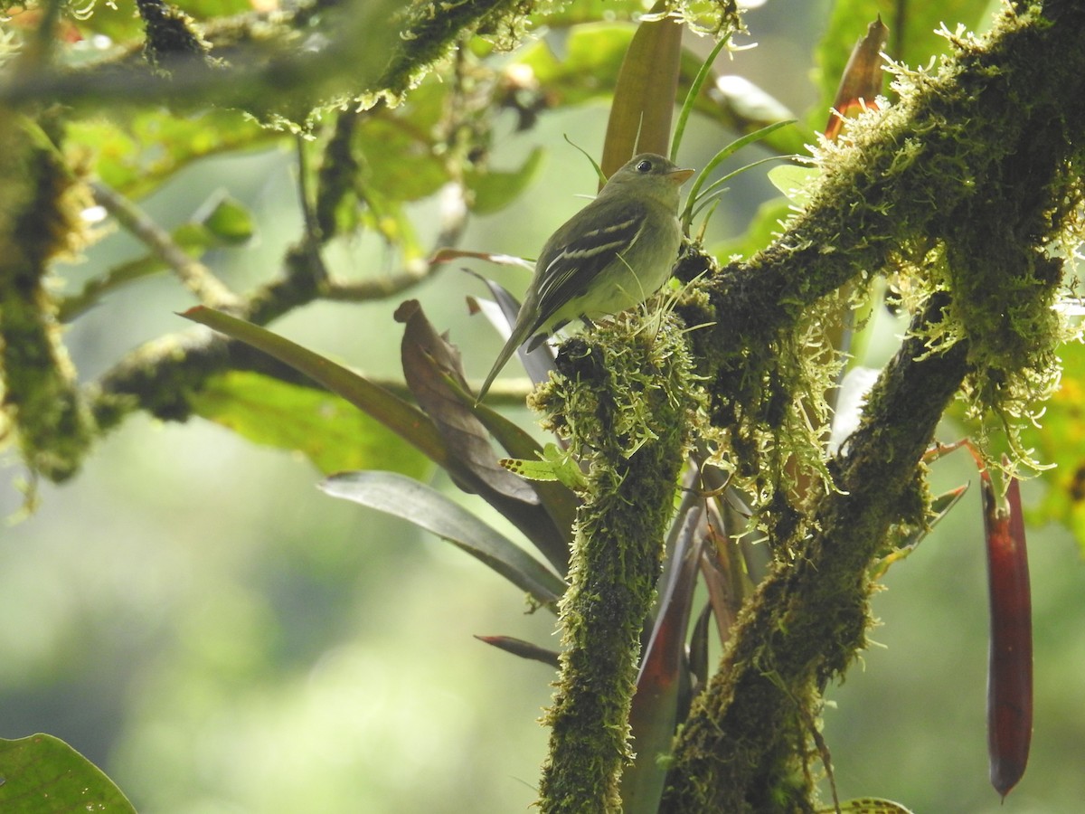 Желтобрюхий мухолов - ML644749211