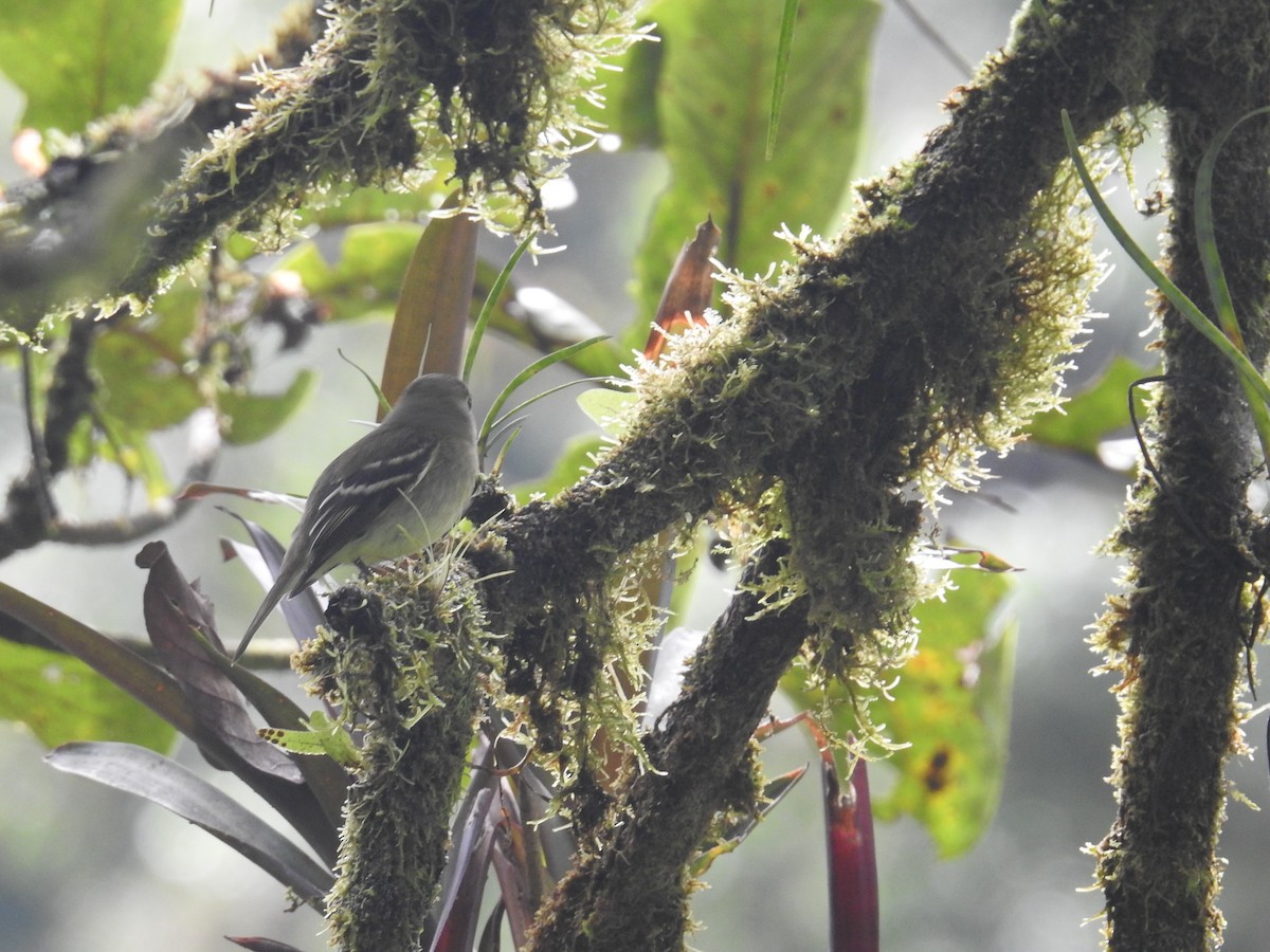 Желтобрюхий мухолов - ML644749212