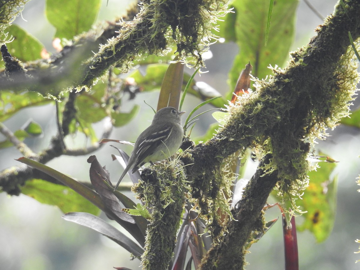 Желтобрюхий мухолов - ML644749213