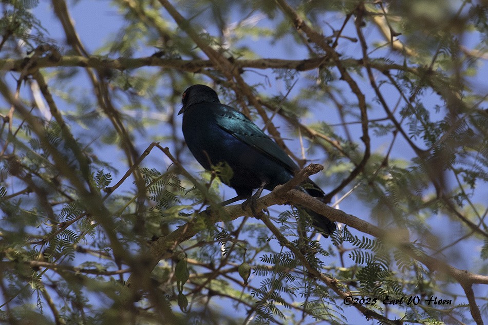 blåøreglansstær - ML644749214