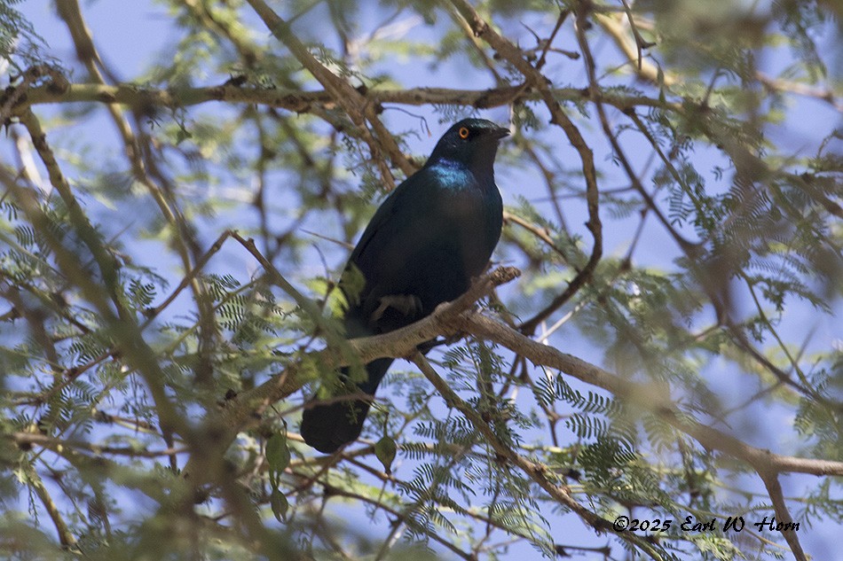 blåøreglansstær - ML644749215