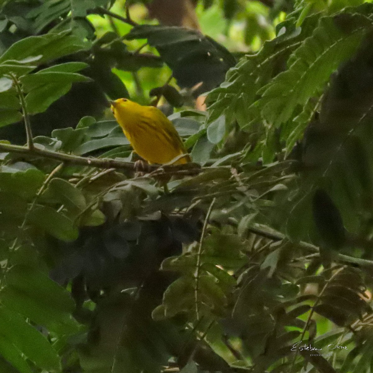 Reinita Canadiense - ML644749219