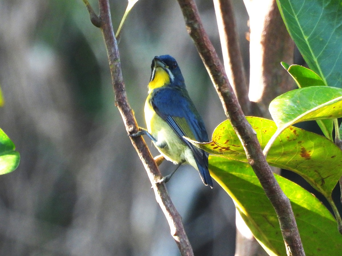Crimson-breasted Flowerpecker - ML644749224
