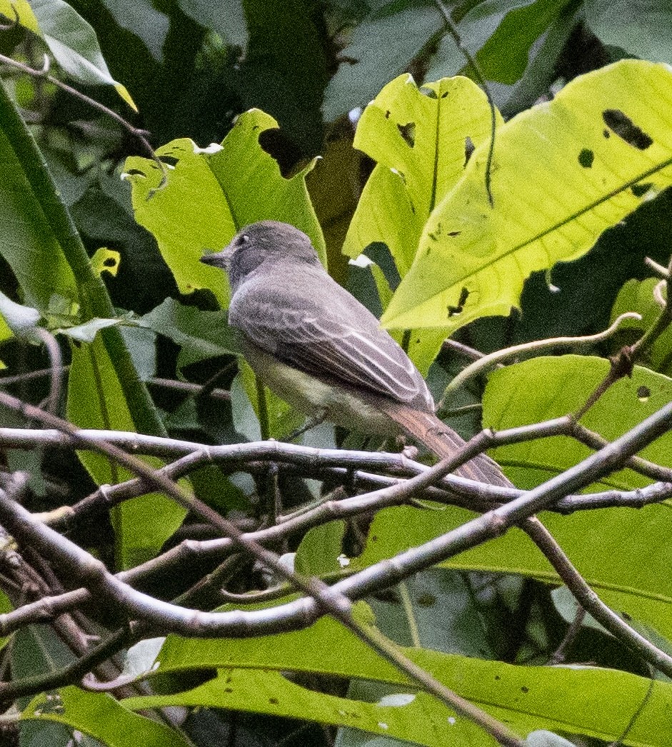 venezuelatyrann - ML644749228