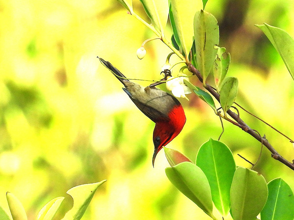 Karmesinnektarvogel - ML644749234