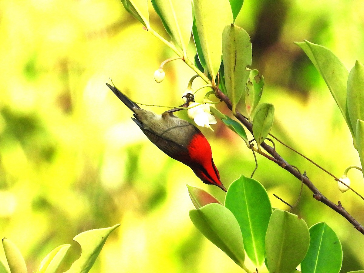 Karmesinnektarvogel - ML644749235