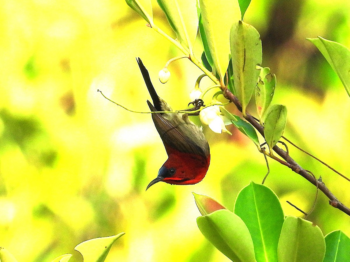 Karmesinnektarvogel - ML644749236