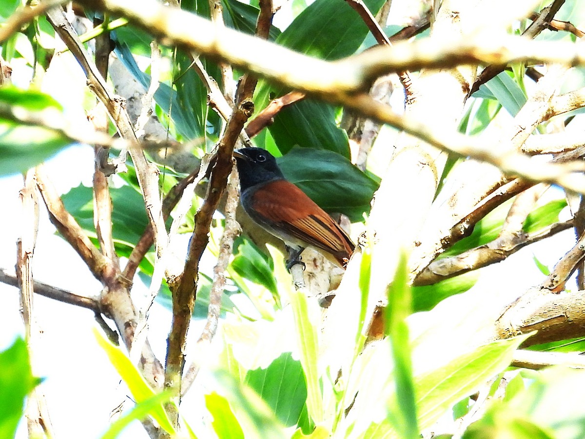 Amur/Blyth's Paradise-Flycatcher - ML644749258