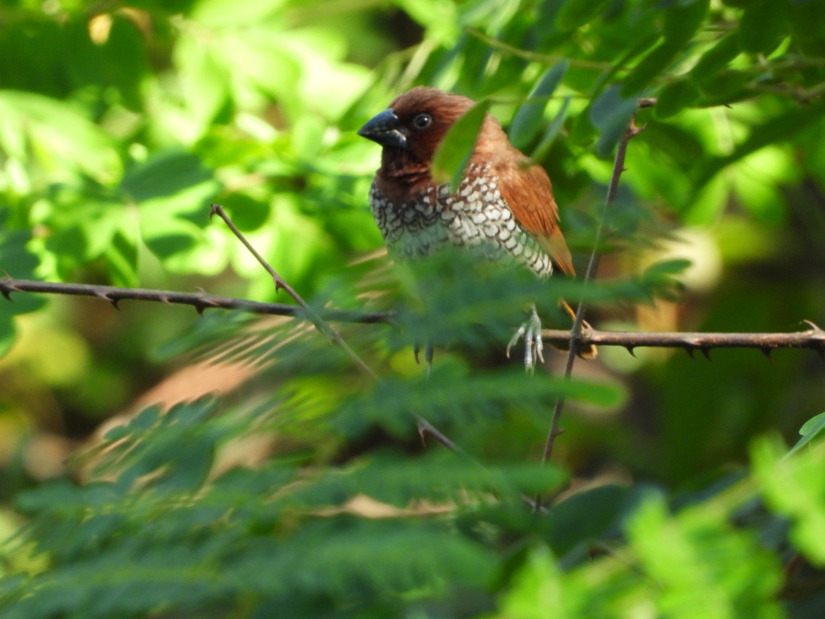 Scaly-breasted Munia - ML644749260