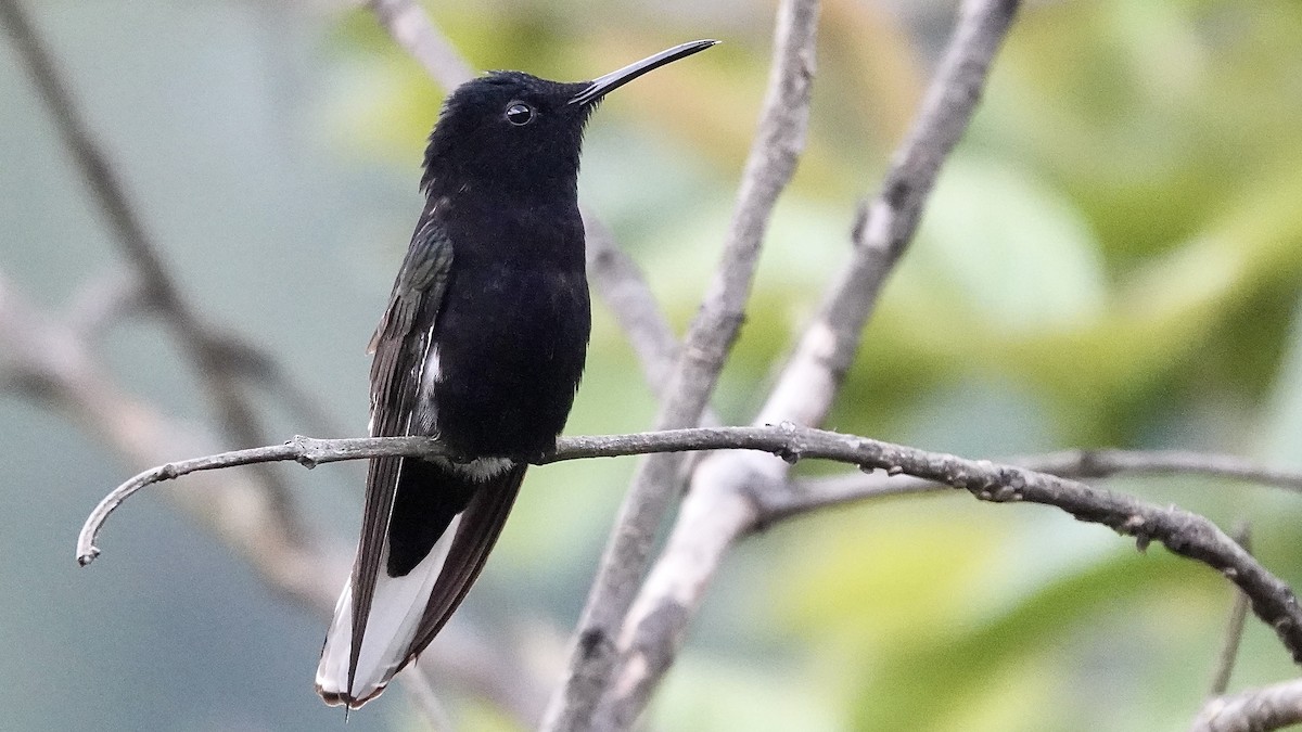 クロハチドリ - ML644749261