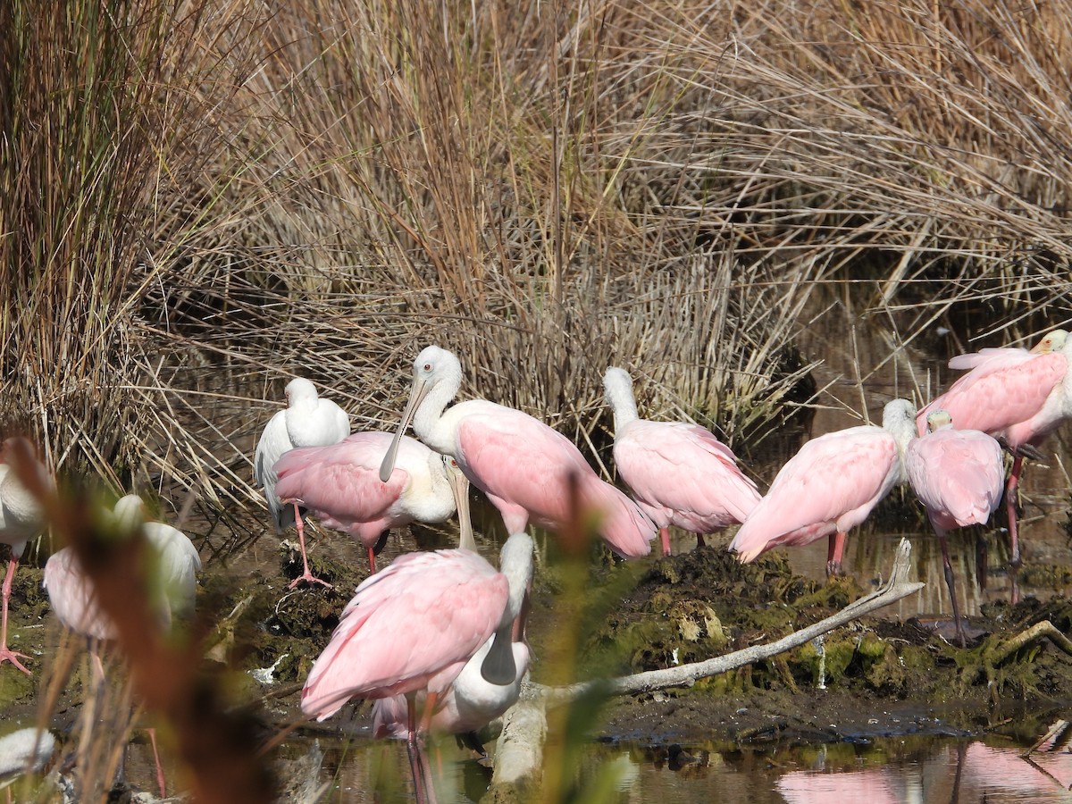 Espátula Rosada - ML644749263