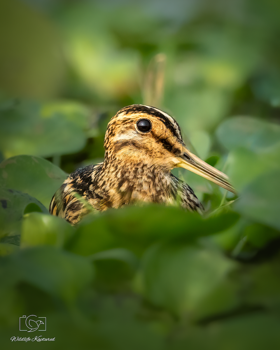 Agachadiza Común - ML644749264