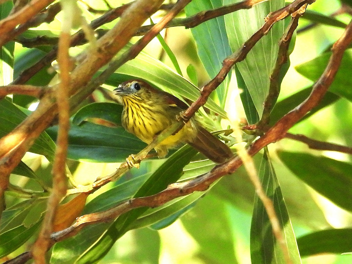 Strichelmeisentimalie - ML644749265