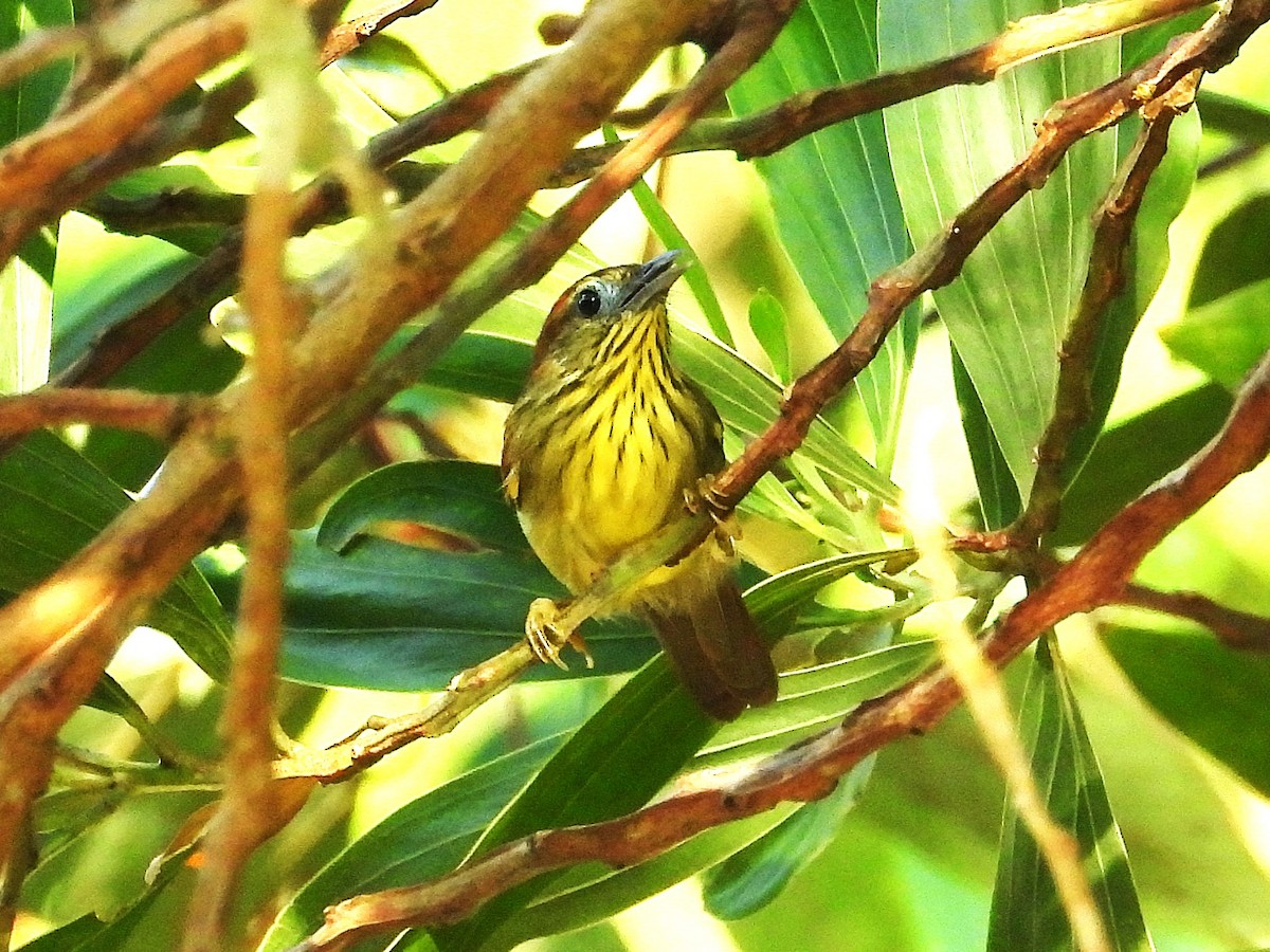 Strichelmeisentimalie - ML644749266