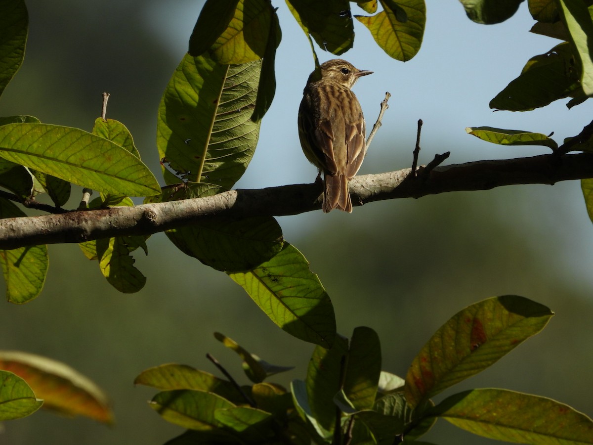 Tree Pipit - ML644749269