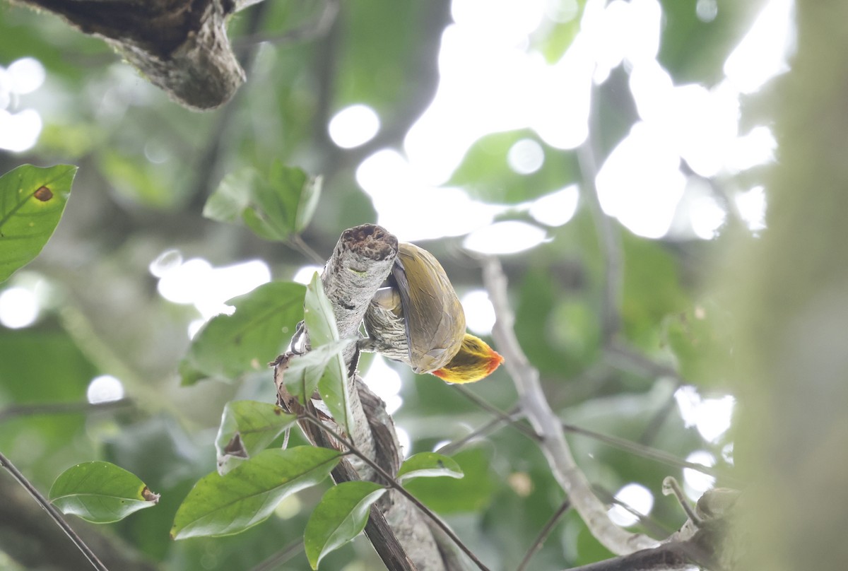 Yellow-throated Woodpecker - ML644749271
