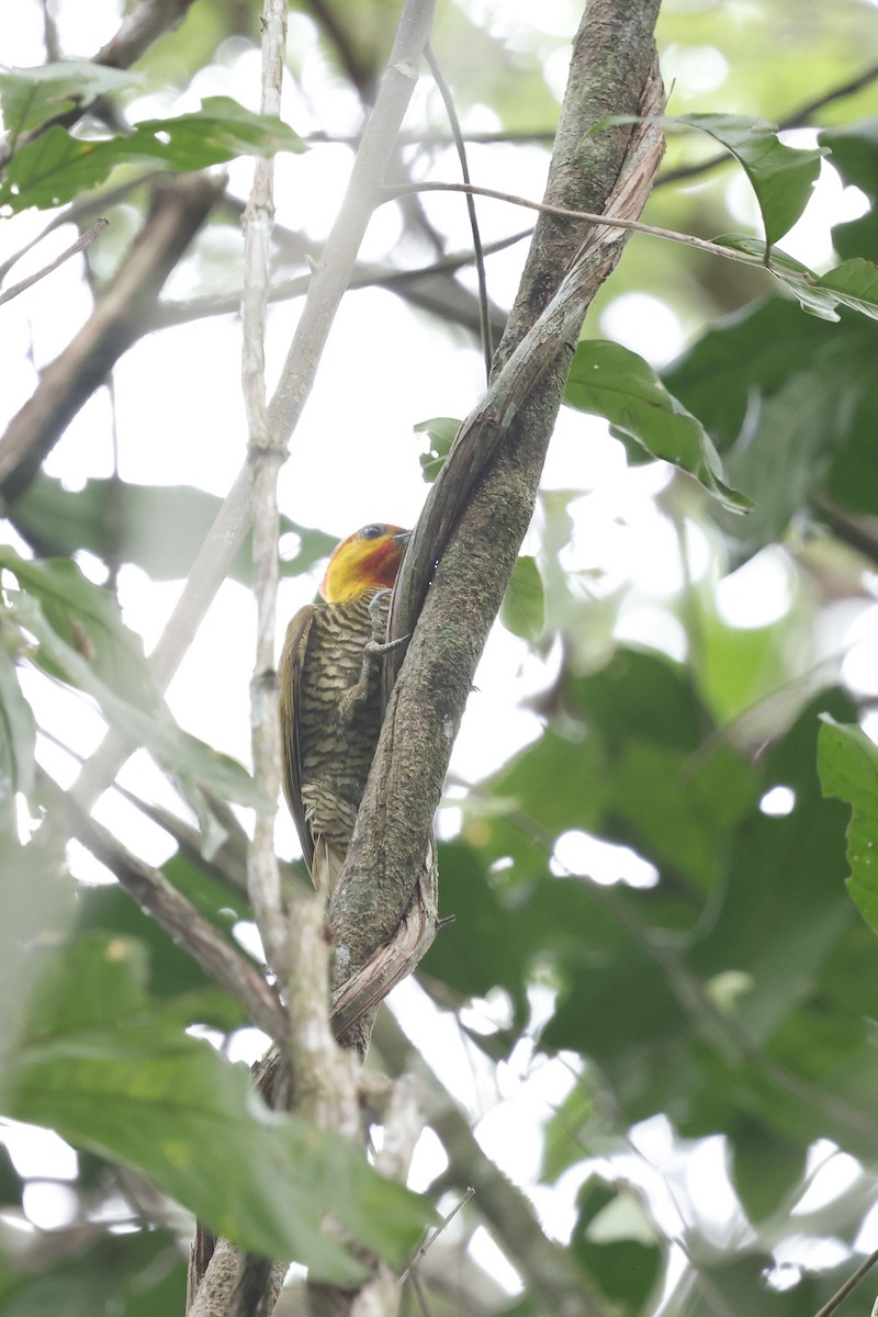 Yellow-throated Woodpecker - ML644749272