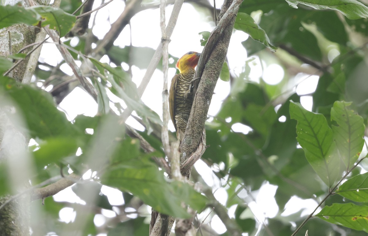 Yellow-throated Woodpecker - ML644749273