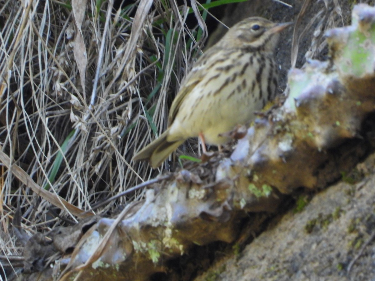 Tree Pipit - ML644749276