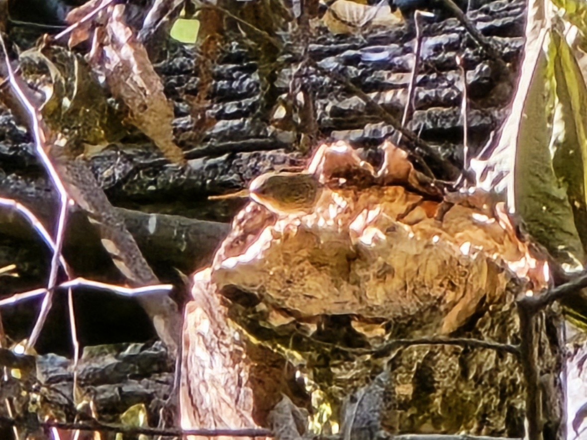 střízlík kanadský - ML644749278