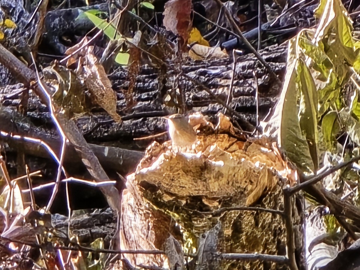 střízlík kanadský - ML644749279