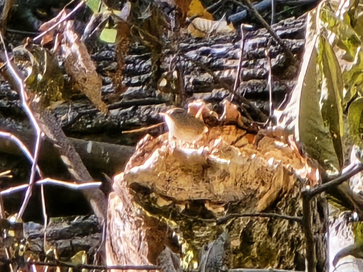 střízlík kanadský - ML644749280