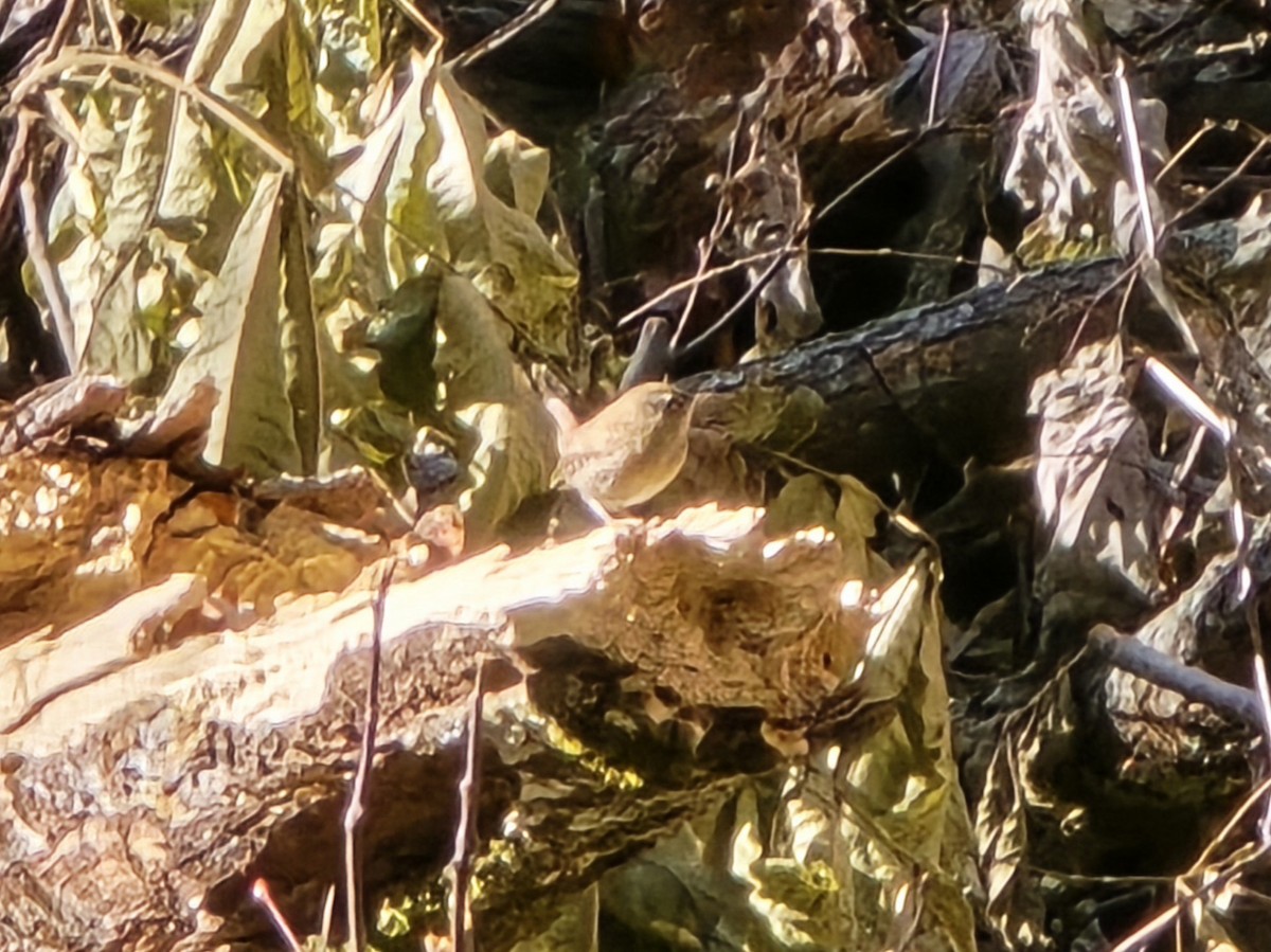 střízlík kanadský - ML644749281