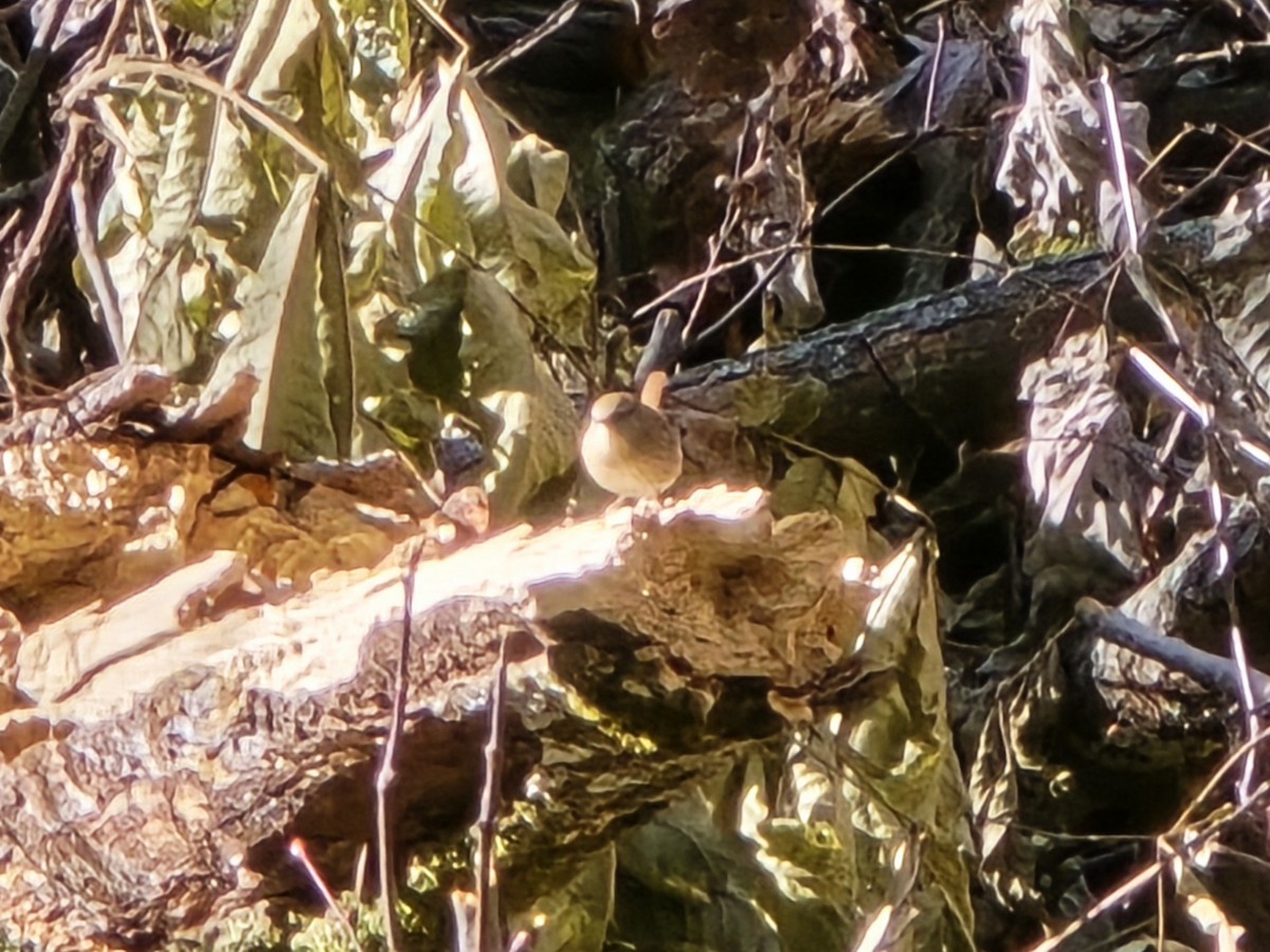 střízlík kanadský - ML644749283