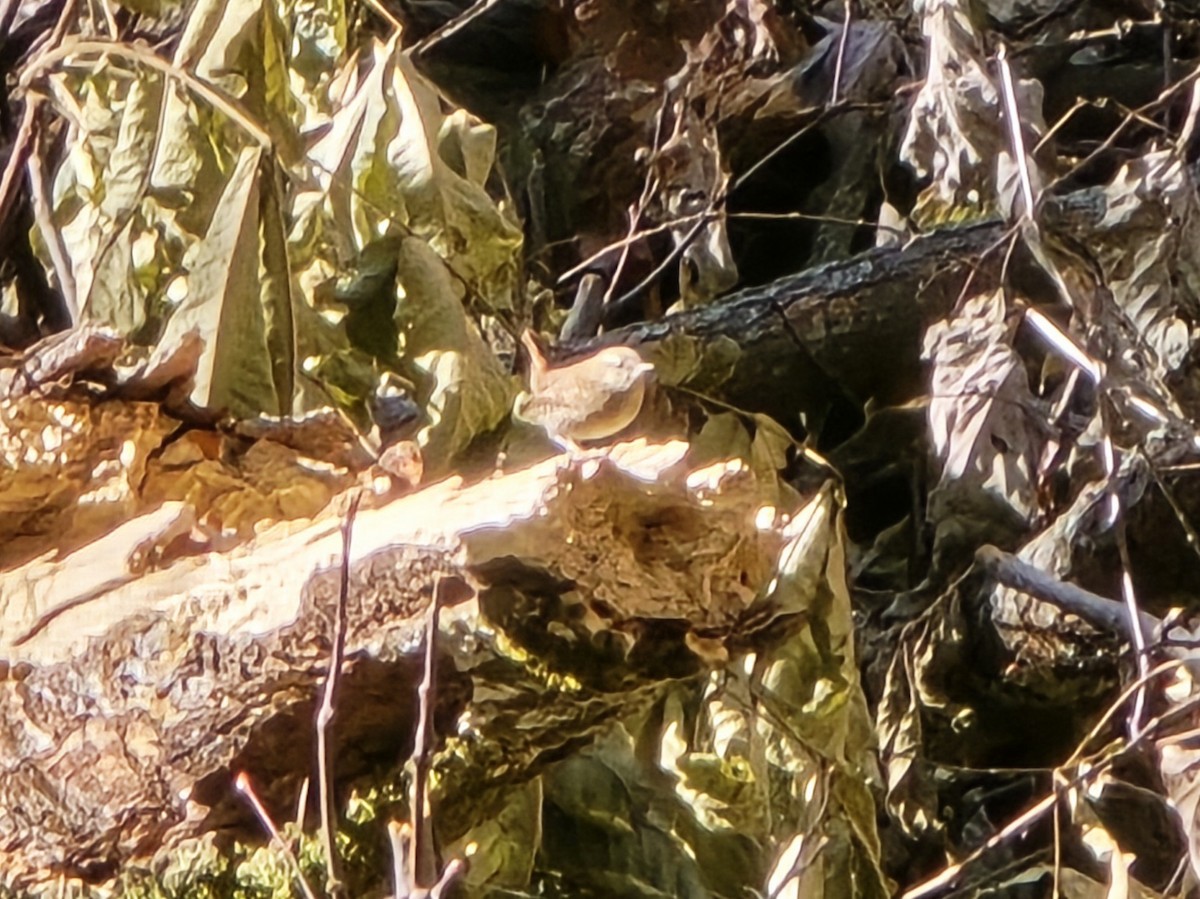 střízlík kanadský - ML644749284