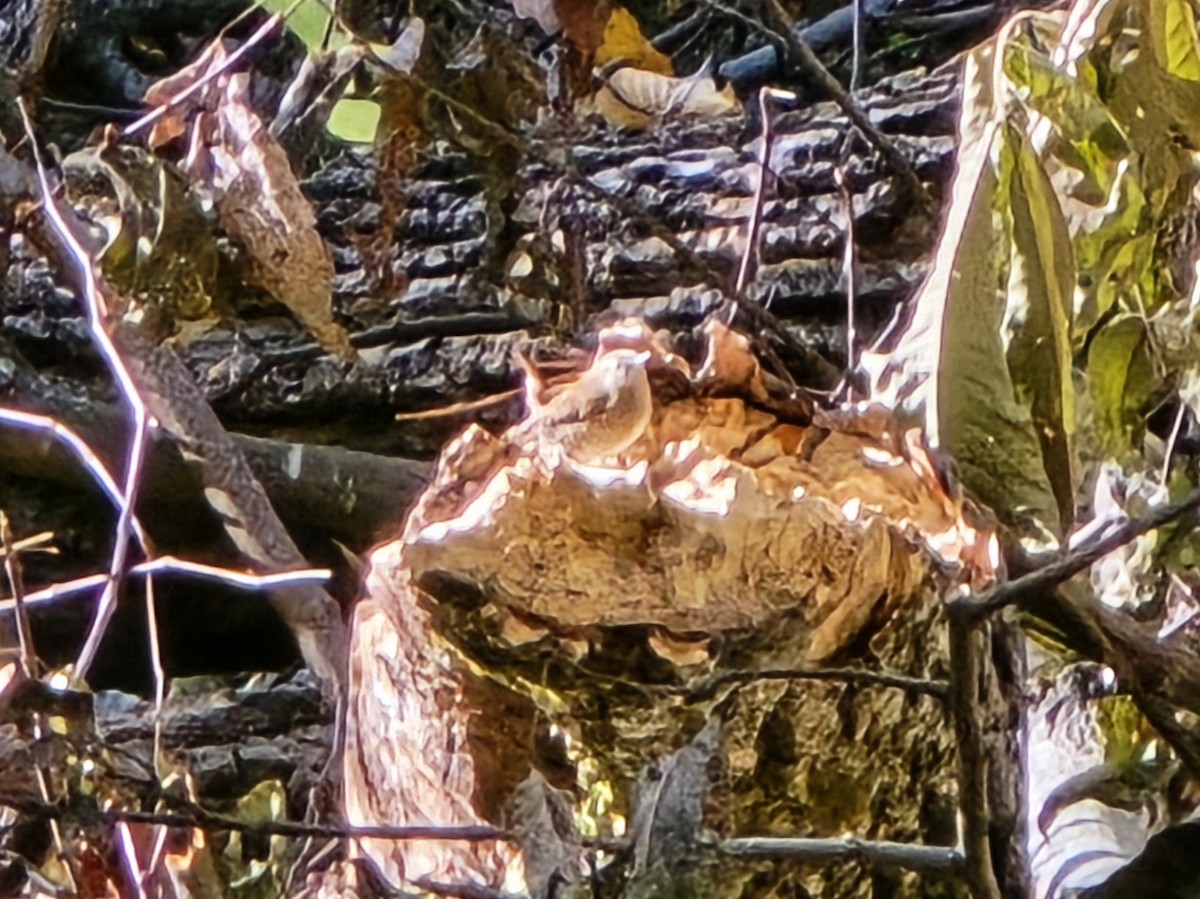 střízlík kanadský - ML644749285