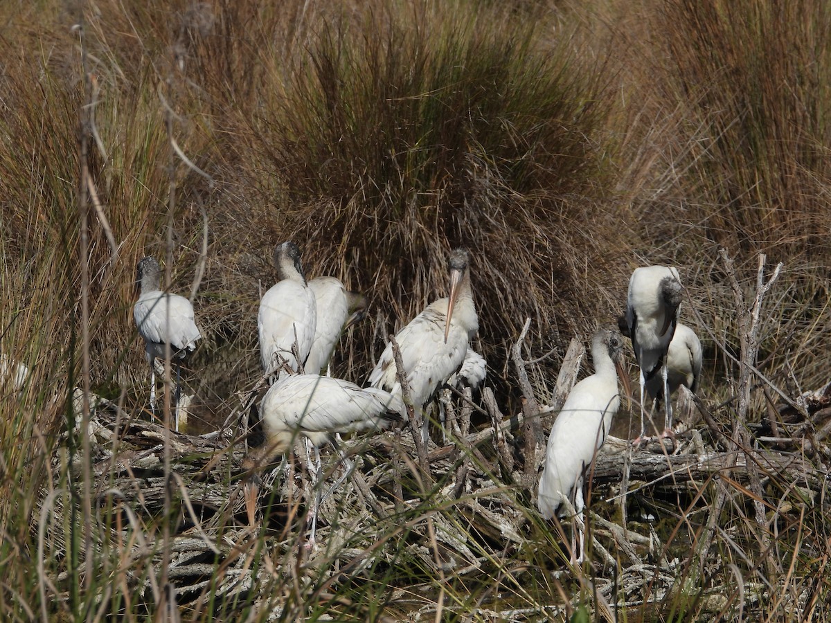 Wood Stork - ML644749286