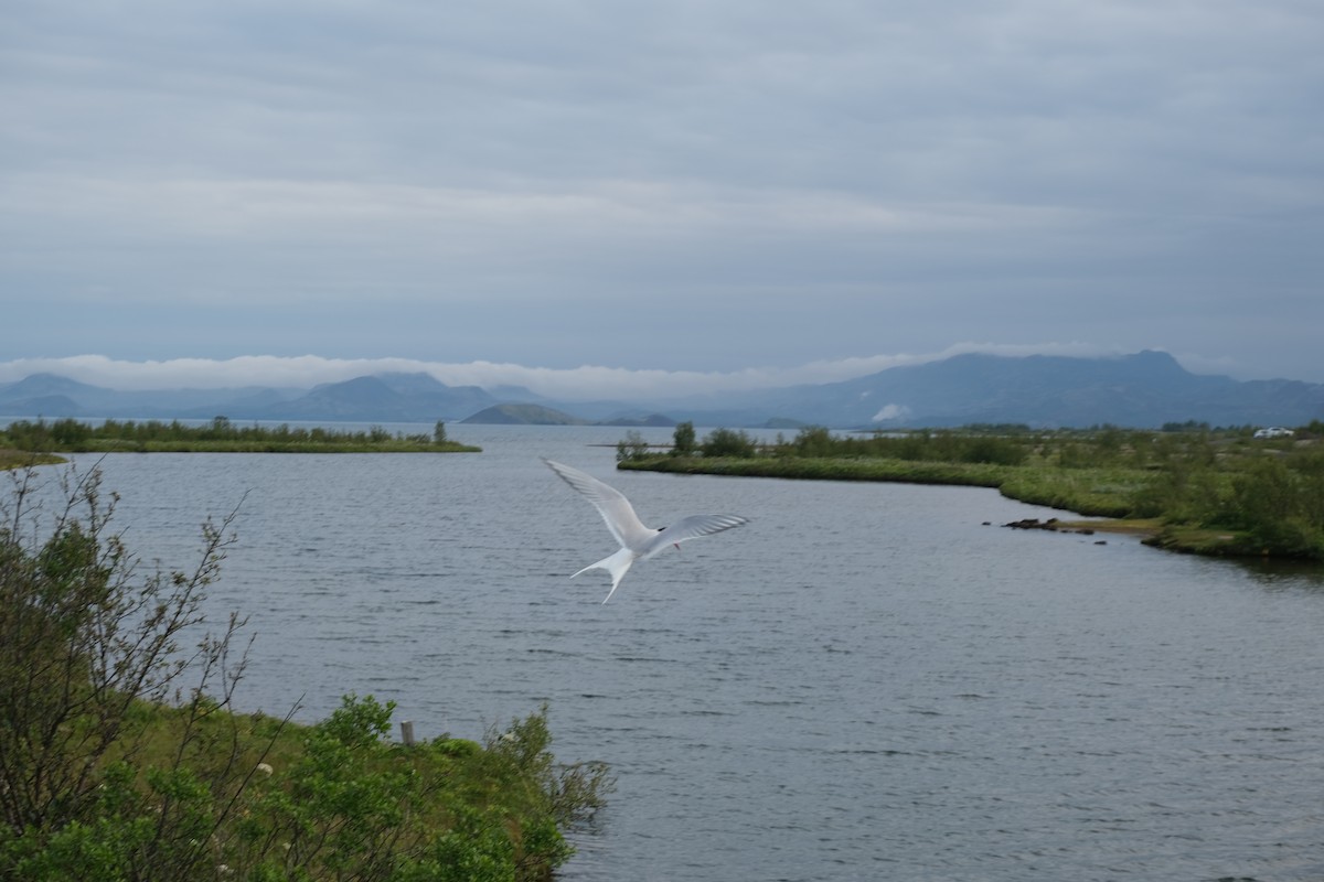 Arctic Tern - ML644749289