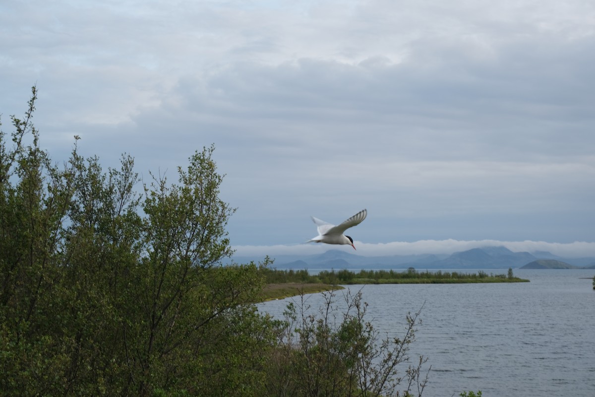 Arctic Tern - ML644749290