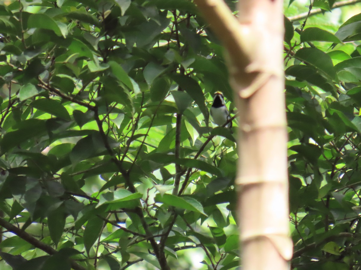 キンバネアメリカムシクイ - ML644749296