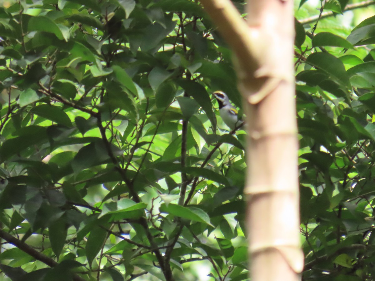 キンバネアメリカムシクイ - ML644749298