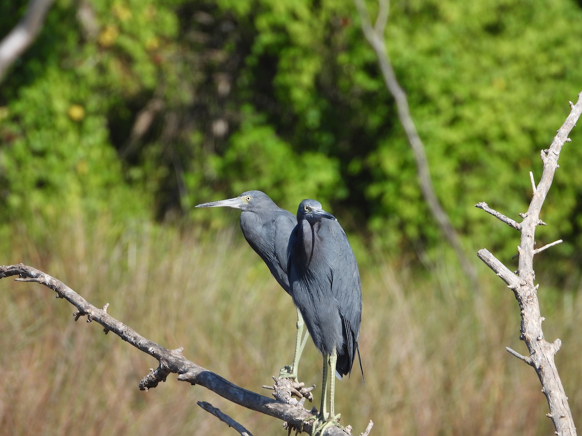 Little Blue Heron - ML644749300