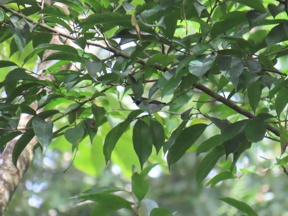 キンバネアメリカムシクイ - ML644749309