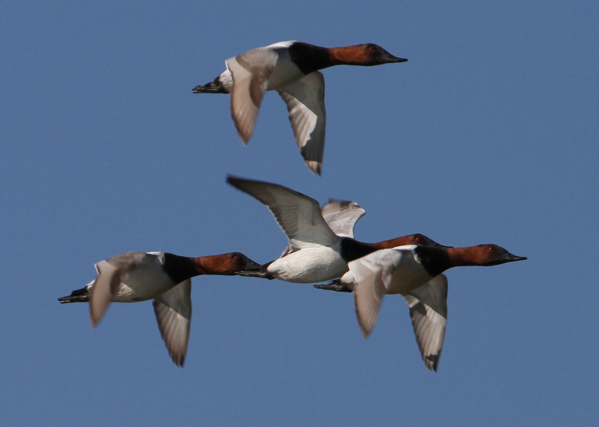 Murgilari bizkarzuria - ML644749313