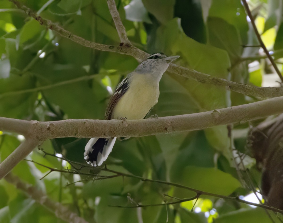 Rusty-winged Antwren - ML644749314