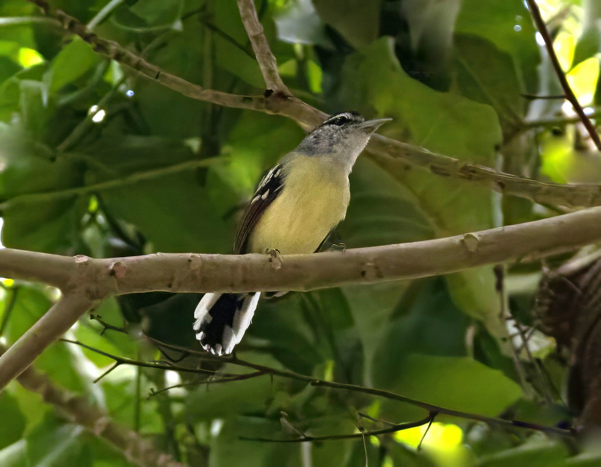 Rusty-winged Antwren - ML644749315