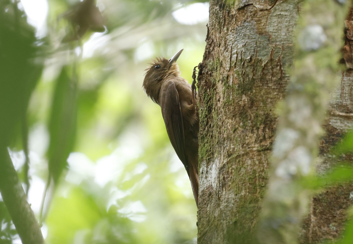 Plain-winged Woodcreeper (Plain-winged) - ML644749316
