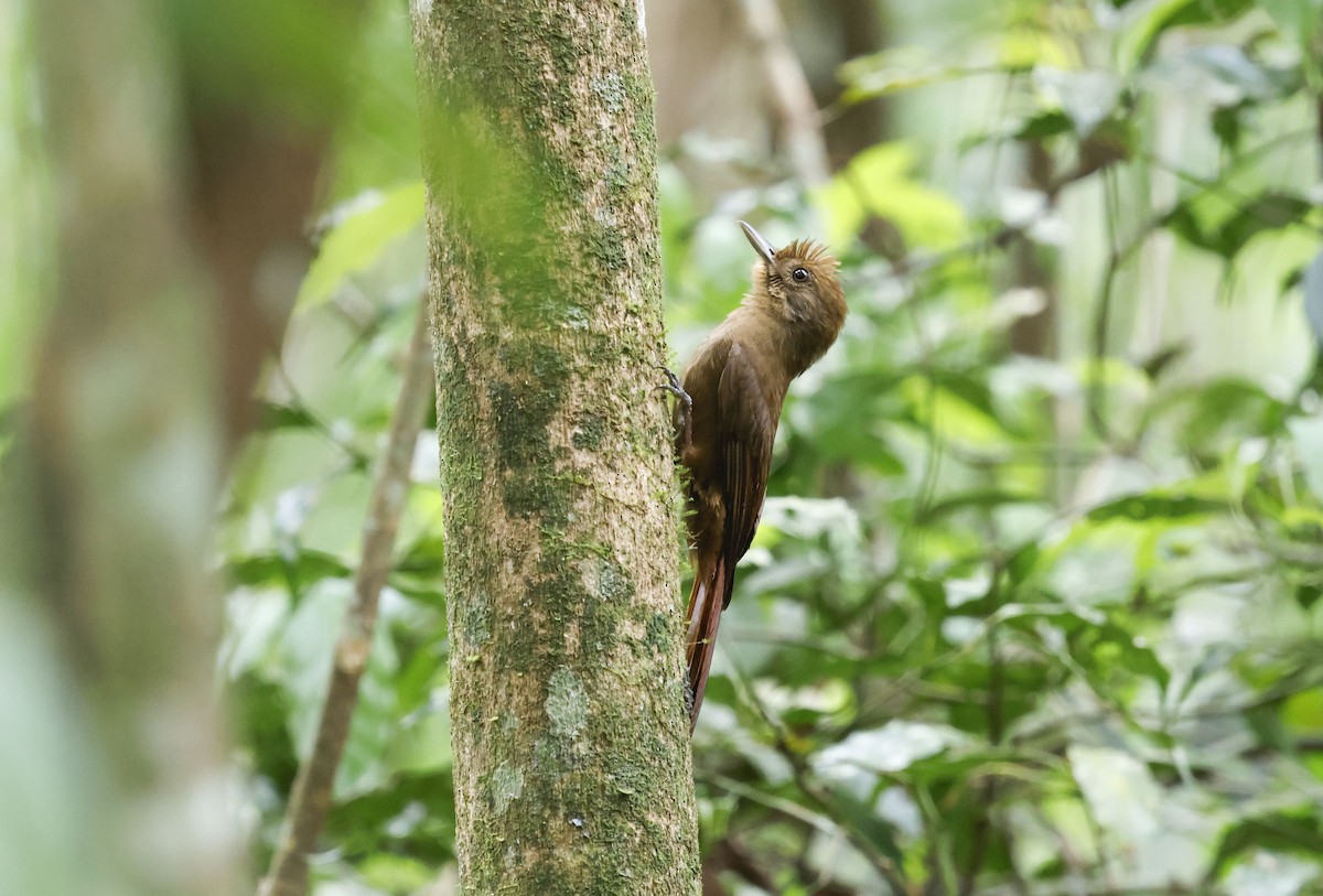 Plain-winged Woodcreeper (Plain-winged) - ML644749317