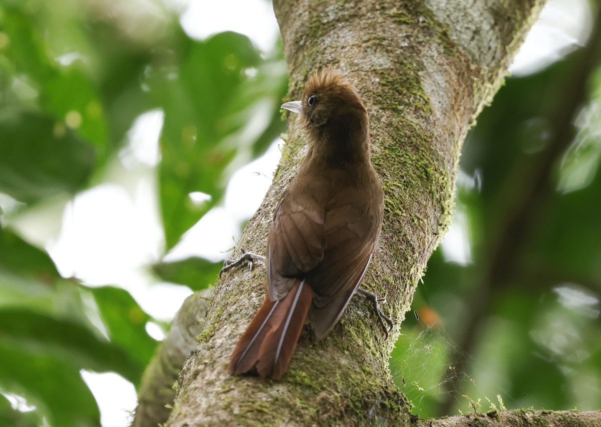 Plain-winged Woodcreeper (Plain-winged) - ML644749318