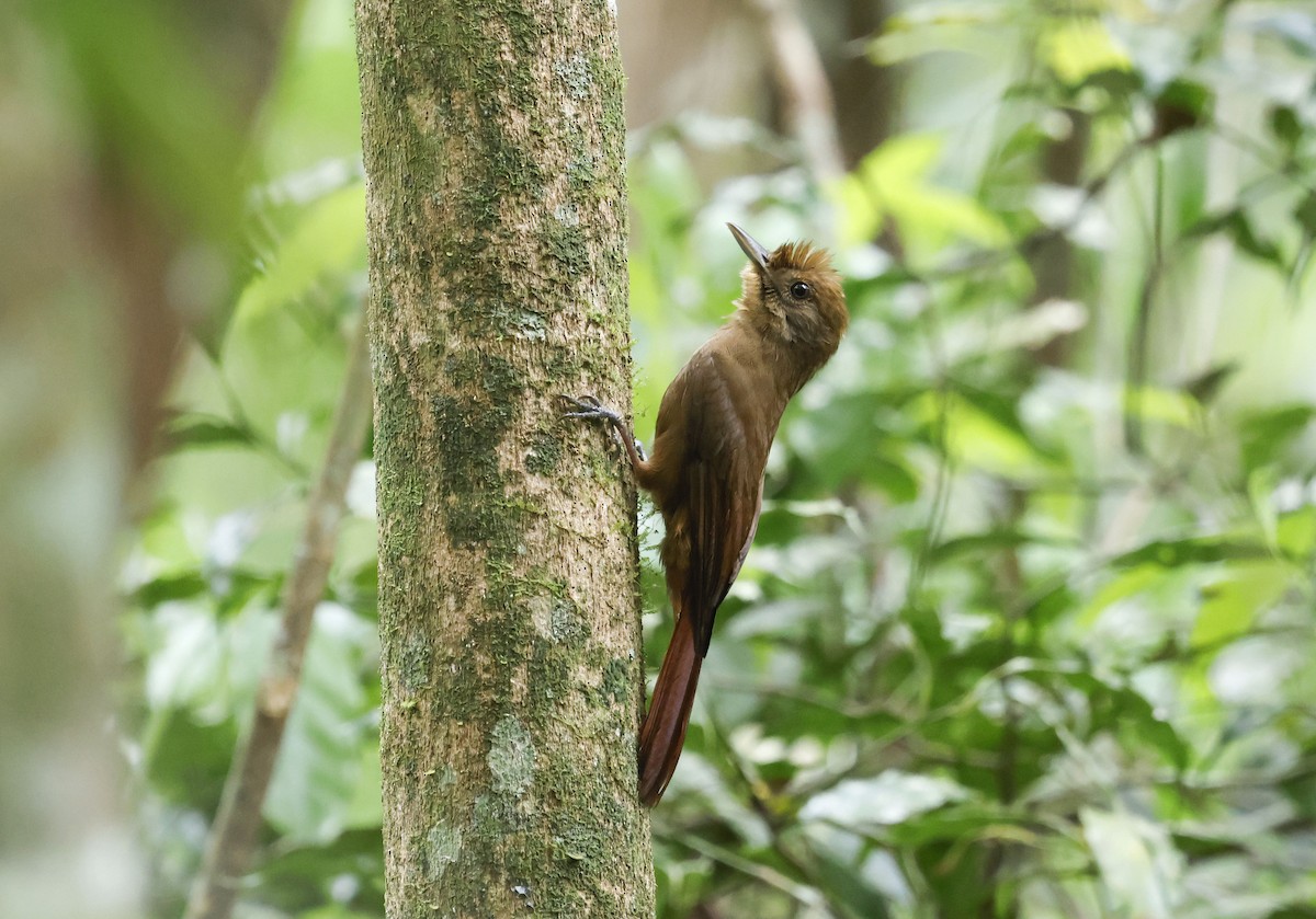 Plain-winged Woodcreeper (Plain-winged) - ML644749319