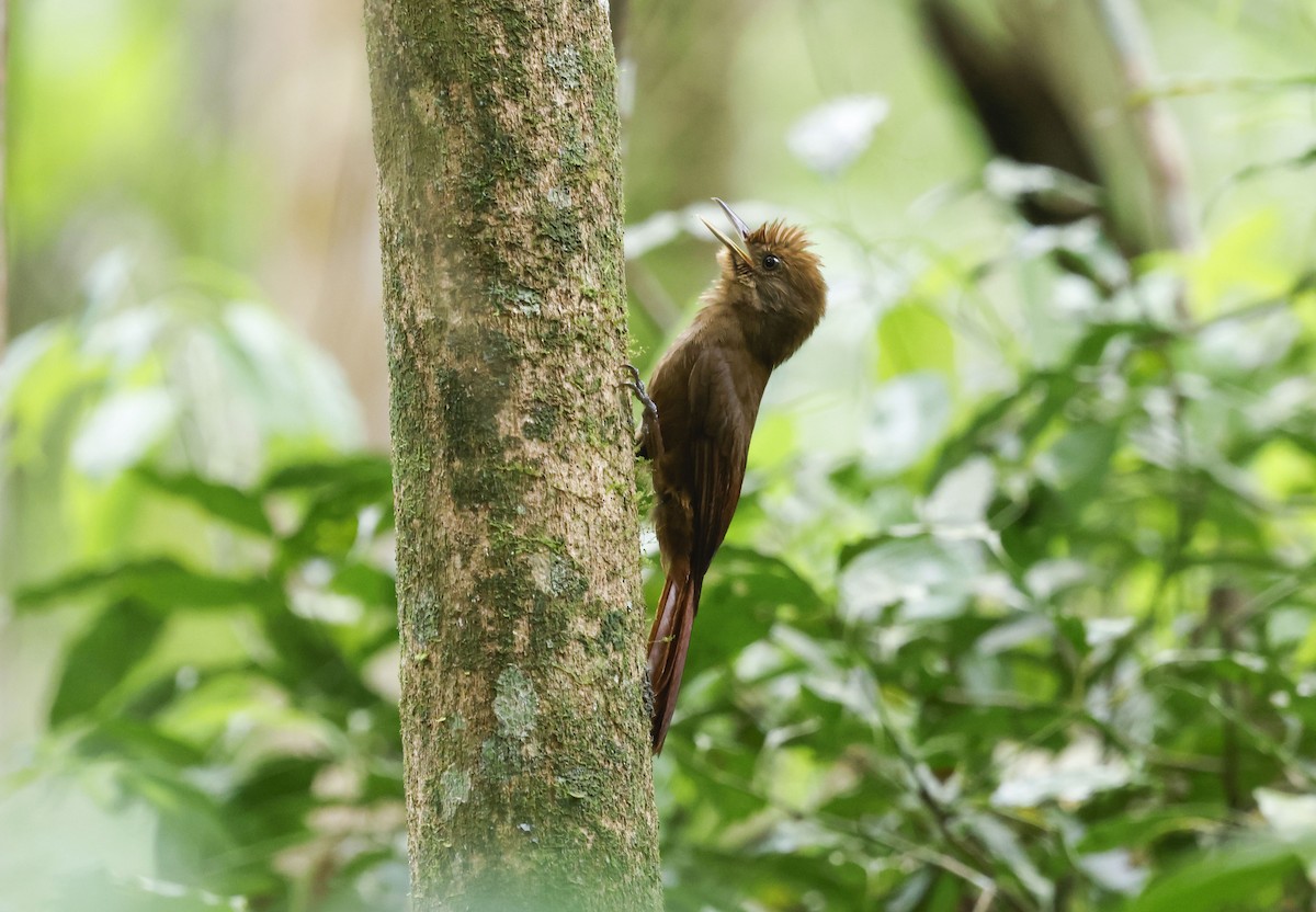 Plain-winged Woodcreeper (Plain-winged) - ML644749320