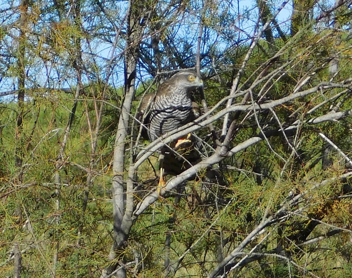 Eurasian Sparrowhawk - ML644749344