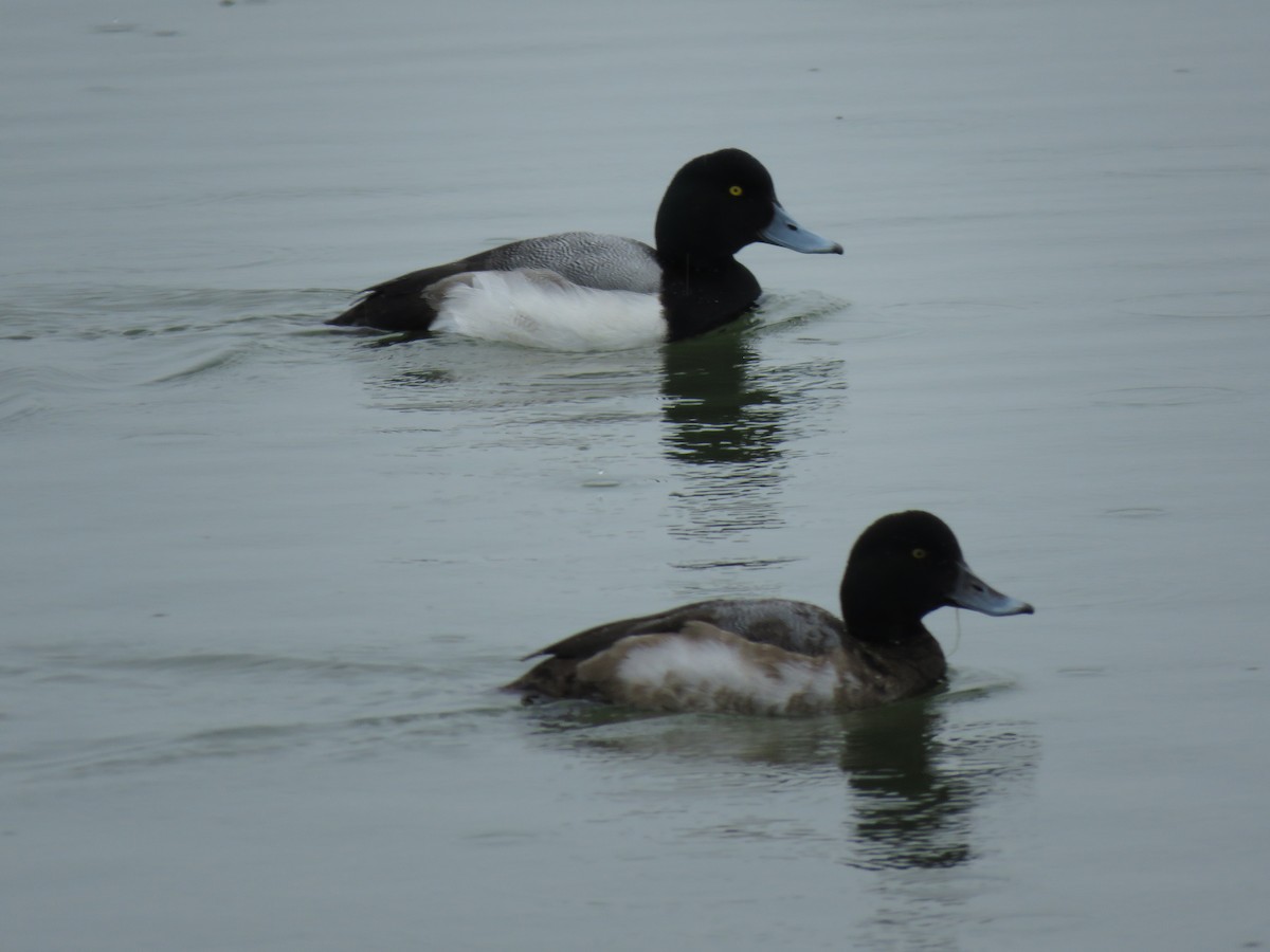 bergand - ML644749345